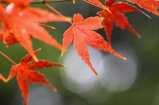 秋の気配・色づく紅葉 秋の気配・色づく紅葉 紅葉,秋,モミジの写真素材