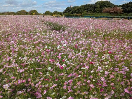 コスモス畑 コスモス畑,秋桜,コスモスの写真素材