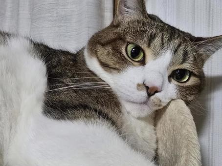 Relaxing cat, JPG