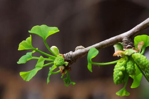 イチョウの若葉の写真