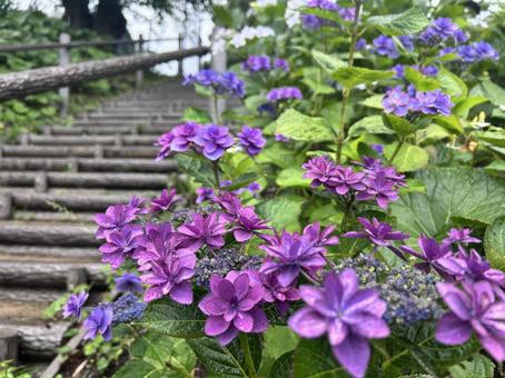 アジサイダンスパーティー あじさい,ダンスパーティー,梅雨の写真素材