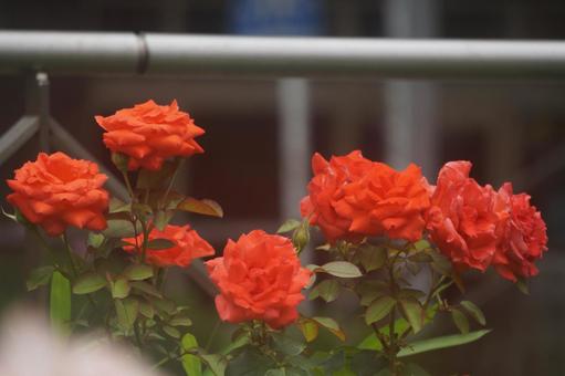 薔薇 薔薇の写真