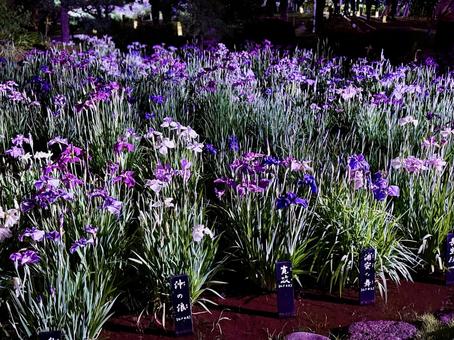 夜の堀切菖蒲園 ライトアップされる花菖蒲 夜の堀切菖蒲園 ライトアップされる花菖蒲 堀切菖蒲園,5月,菖蒲の写真素材