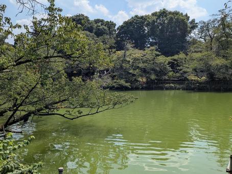 夏の池 夏の池の写真