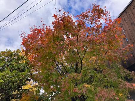 秋の青空と紅葉した街路樹 街路樹,紅葉,秋の写真素材