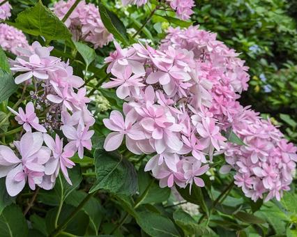 紫陽花　アジサイ あじさい,アジサイ,自然の写真素材