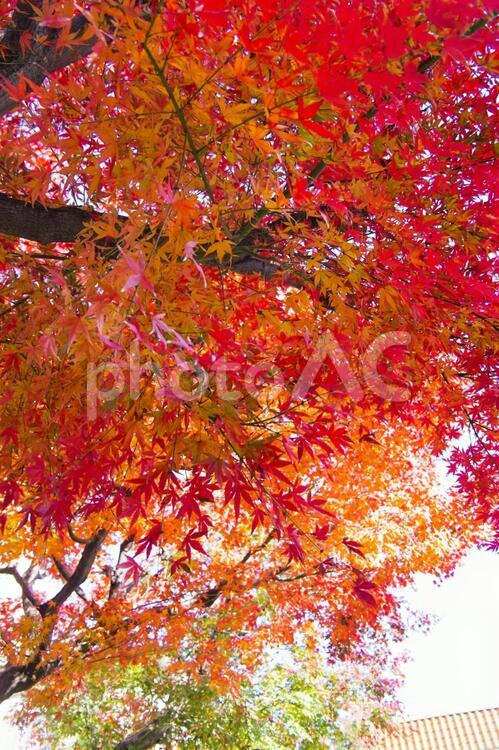 近所の公園のまっかな紅葉 紅葉,モミジ,秋の写真素材