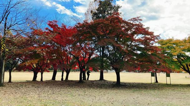 紅葉 紅葉,秋,風景の写真素材