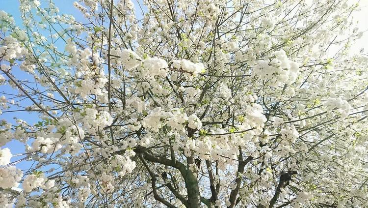 イギリスの白い八重桜　春 桜,八重桜,イギリスの写真素材