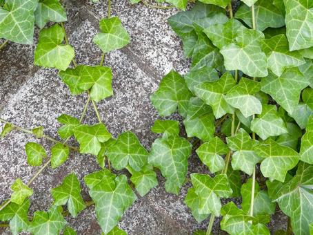 Ivy, JPG Ivy, JPG