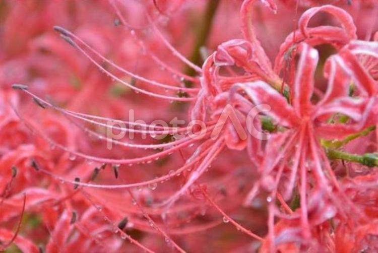 【写真素材】ピンクの彼岸花 彼岸花,幻の花,ピンクの花の写真素材