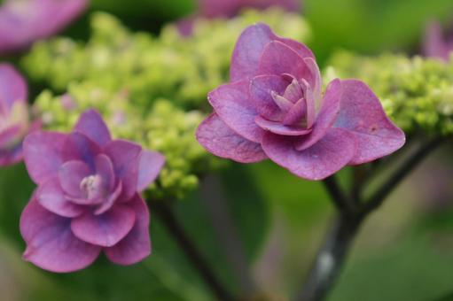 Hydrangea, JPG