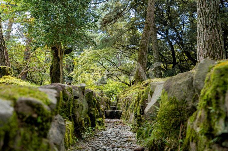 奈良公園の風情を感じる苔や木が生い茂った景色 奈良公園,苔,景色の写真素材