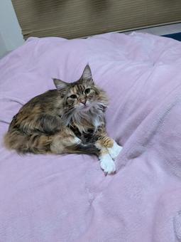 くつろぐお姫さま ペット,猫,にゃんこの写真素材