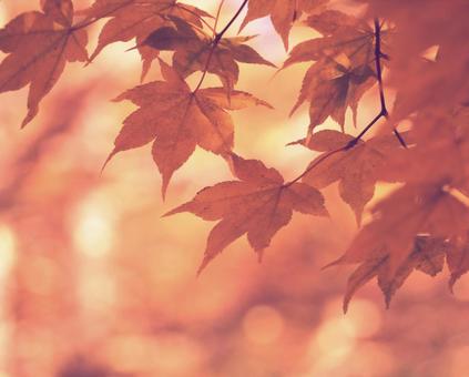 Photo, maple, autumn leaves, fall image, 