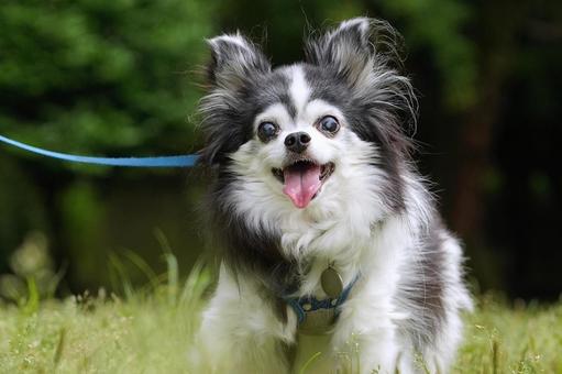 お散歩チワワ お散歩チワワ 犬,チワワ,可愛い犬の写真素材