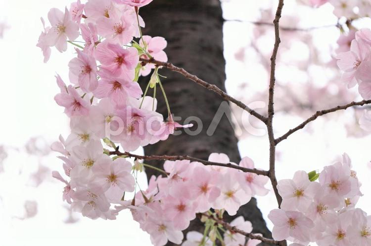 満開の桜のアップ 桜,サクラ,さくらの写真素材