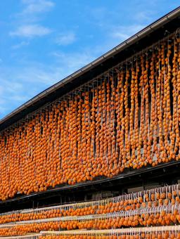 軒先に吊るした枯露柿 干し柿,吊るし柿,枯露柿の写真素材