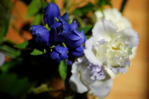 青い花と白い花 リンドウ 青い花と白い花 リンドウの写真