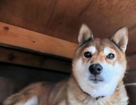 床下に隠れる柴犬2 柴犬,日本犬,犬の写真素材