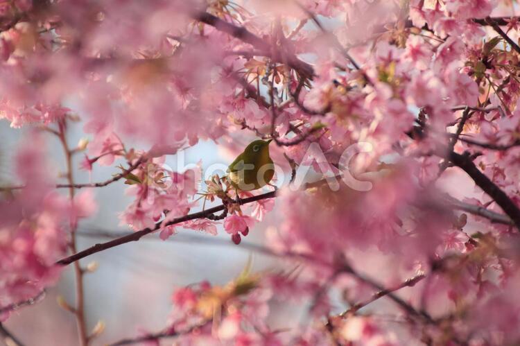 桜／河津桜／メジロ【TKPp】 3月,flower,photoの写真素材