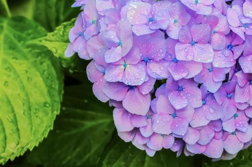 雨上がりの紫陽花 雨上がりの紫陽花の写真