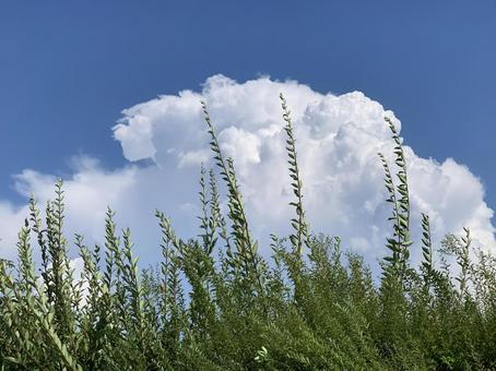 夏の空 夏の空 自然,日本,japanの写真素材