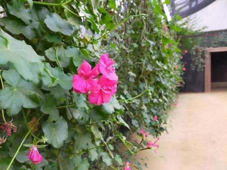 花 花の写真