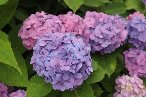 紫陽花はアイドル 紫陽花はアイドルの写真
