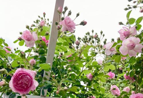 植物園のバラ棚 植物園のバラ棚 薔薇,ローズ,バラ棚の写真素材