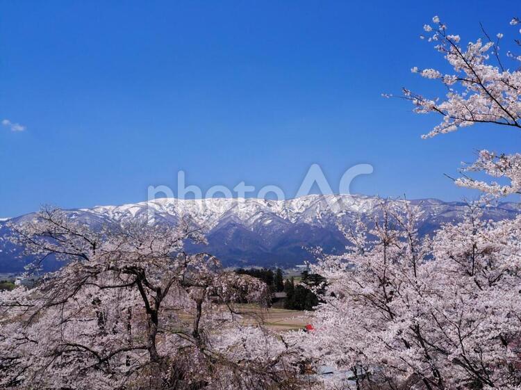桜と山と青空 桜,山,青空の写真素材