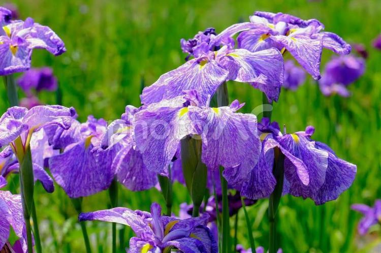 花しょうぶ　三ツ塚史跡公園 花菖蒲,はなしょうぶ,ハナショウブの写真素材