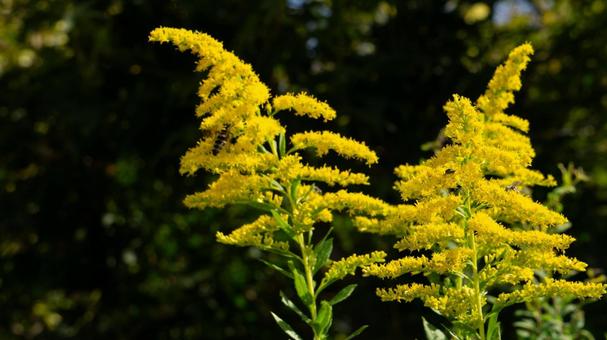 セイタカアワダチソウの黄色い花と虫 セイタカアワダチソウの黄色い花と虫 セイタカアワダチソウ,花,黄色の写真素材