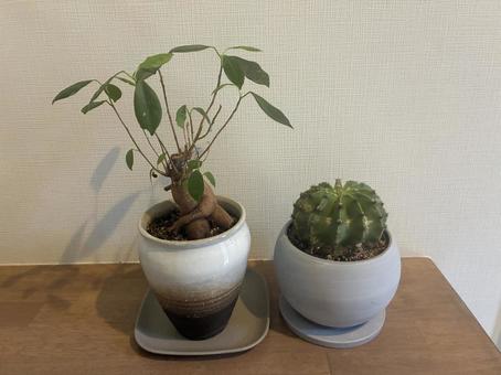 観葉植物 観葉植物の写真