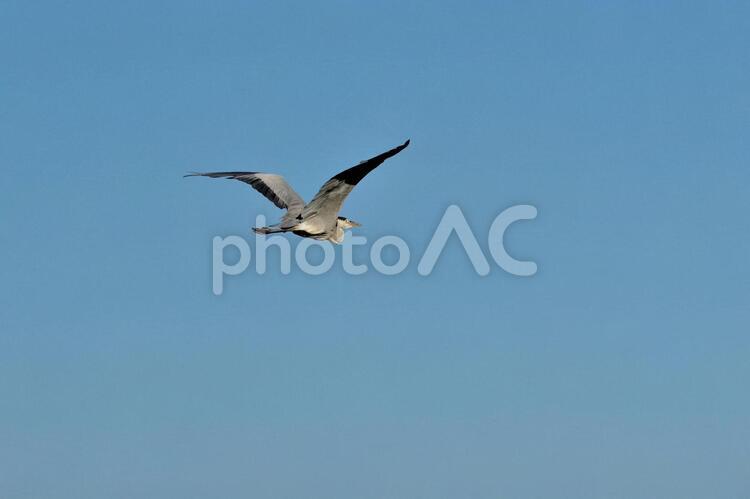 アオサギの飛翔 鳥,野鳥,アオサギの写真素材
