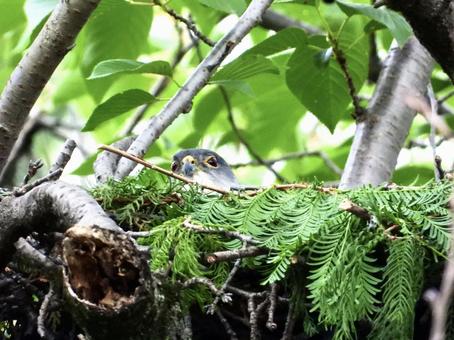 Photo, bird, wild bird, tsumi, 