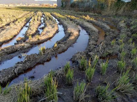 稲刈り後の田んぼの畝 稲刈り,稲刈り後,田んぼの写真素材