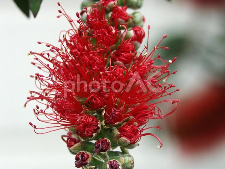 ブラシノキ・金宝樹　クローズアップ ブラシノキ,花木,長い花糸の写真素材
