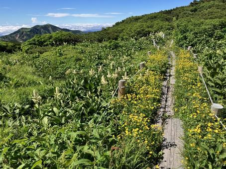 木道と高山植物 木道と高山植物の写真
