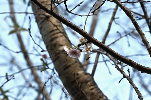 初めての子福桜(こぶくざくら) 初めての子福桜(こぶくざくら)の写真