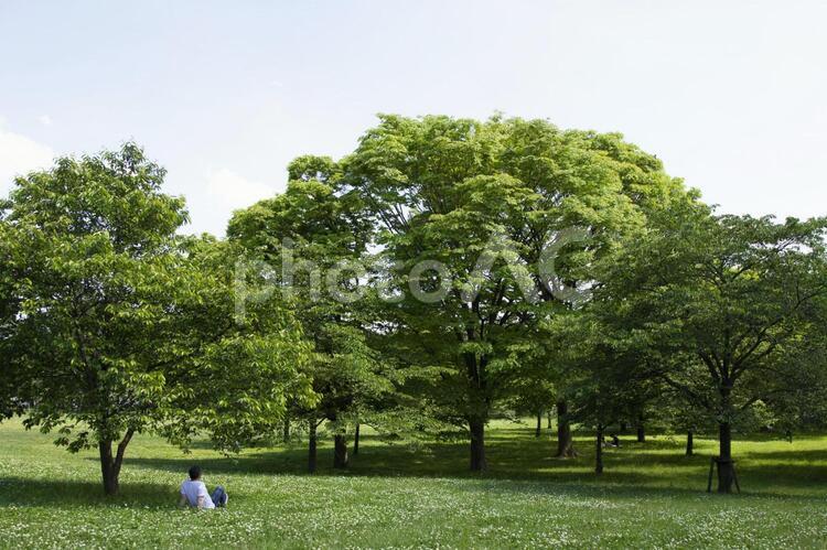 初夏の風景 初夏,自然,公園の写真素材