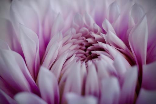 ピンクの花 ピンクの花の写真