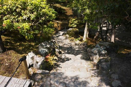 Photo, nara park, jicheng garden, fresh green, 
