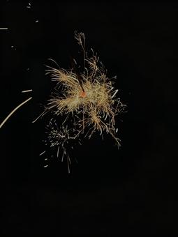 線香花火 線香花火の写真