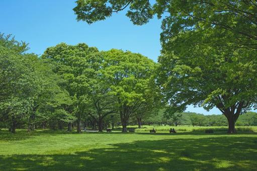 緑の公園 緑の公園 森,緑,木の写真素材