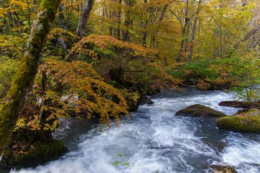 奥入瀬の紅葉の写真