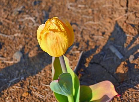 黄色のチューリップ 黄色のチューリップ チューリップ,花,緑の写真素材