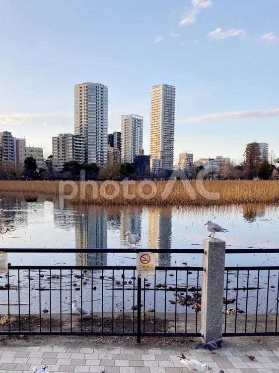 東京風景・不忍池 不忍池,池,ハトの写真素材