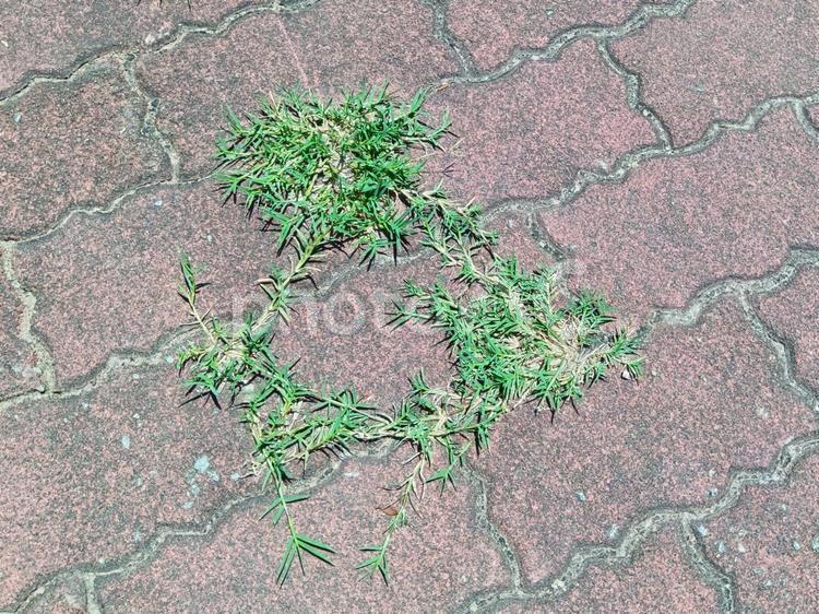 たくましく生えてくる雑草 雑草,インターロッキング,タイルの写真素材