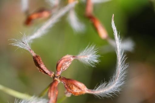 センニンソウ（果実） センニンソウ,仙人草,キンポウゲ科の写真素材